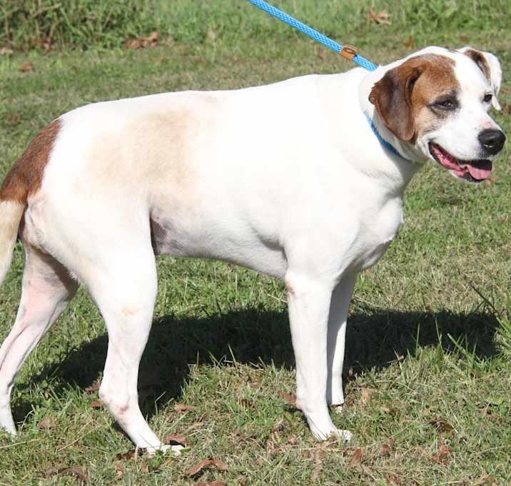 Photo of Morgan (Spayed)