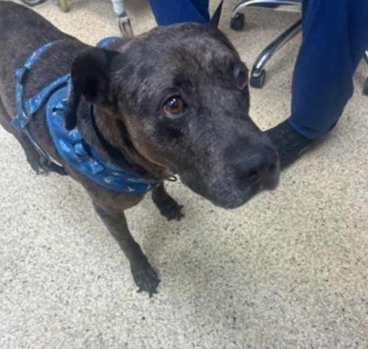 Photo of BLUE Foster