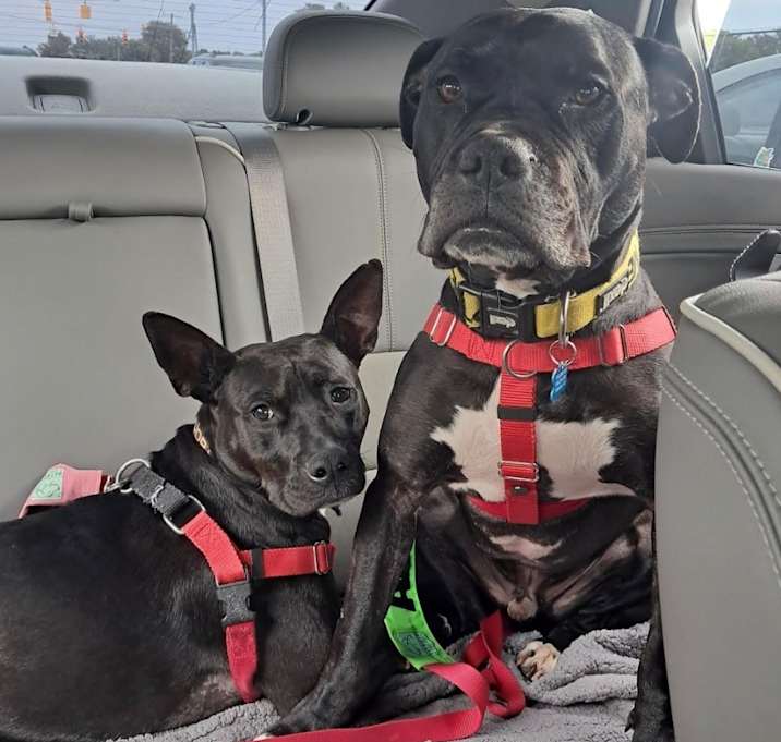 Shuri and T’Challa