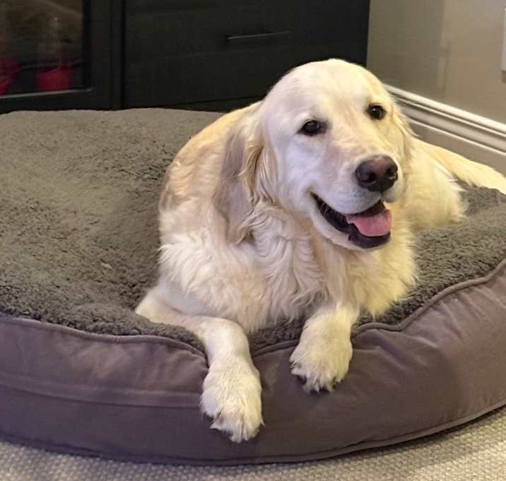 Photo of Beckett #6628