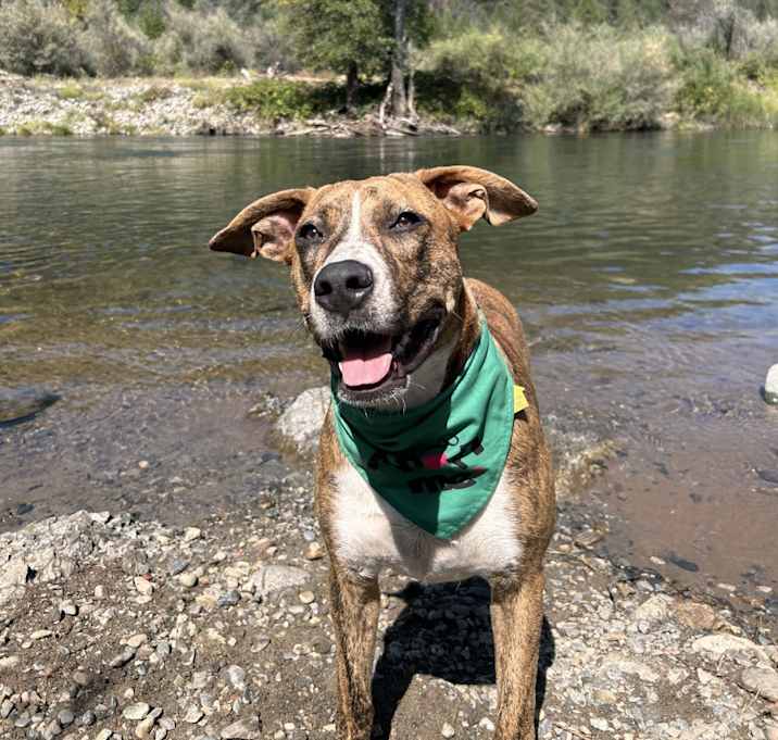 Photo of Sweet Potato