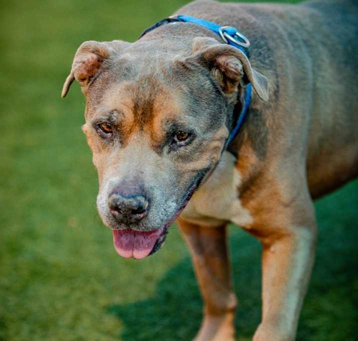 Photo of Viejo A2205509