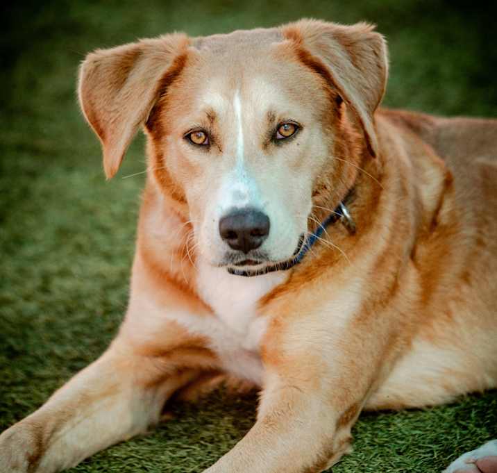 Photo of Macho A2198175