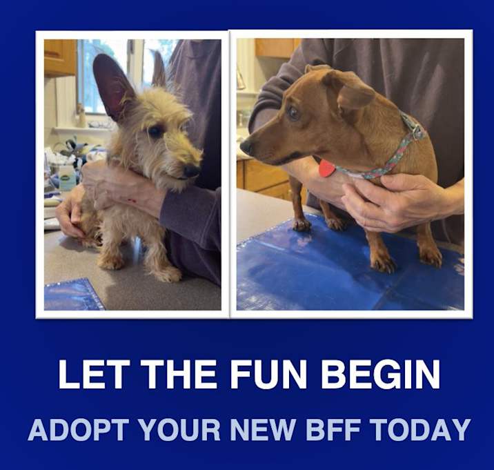 Photo of Lola and Slinky