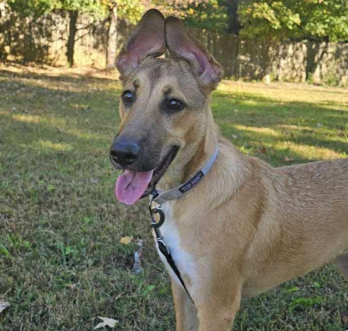 Photo of Leia (7mo PUPPY)