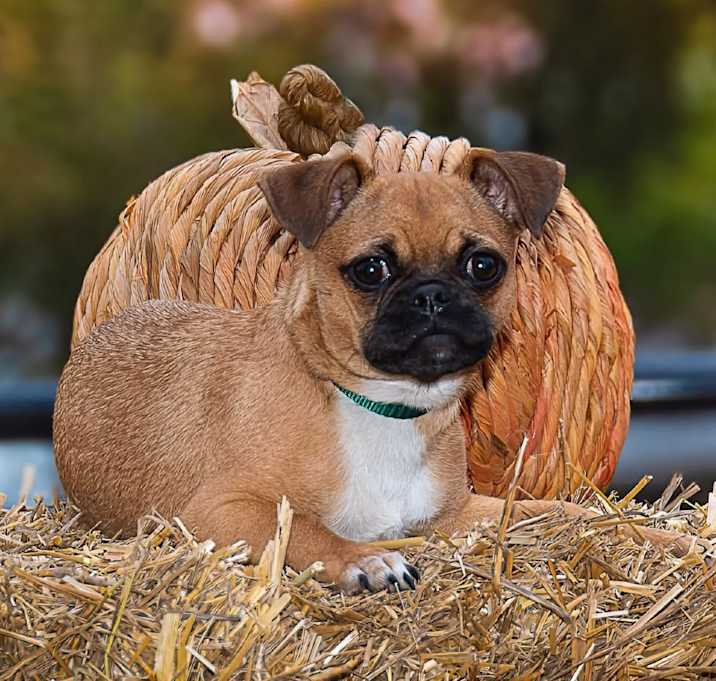 Photo of Princess Hattie B825