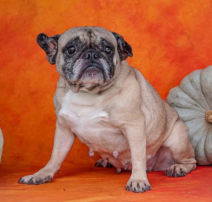 Photo of Baroness Beatrice Von Smooshface