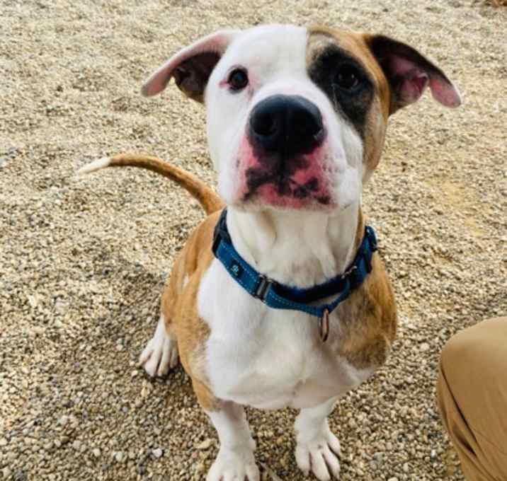 Photo of Droolius Caesar