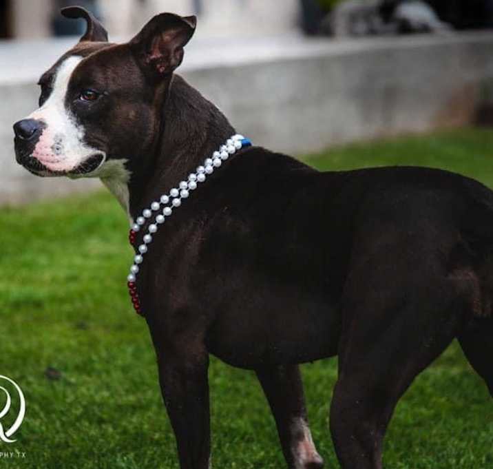 Photo of Pipi Poppins V30