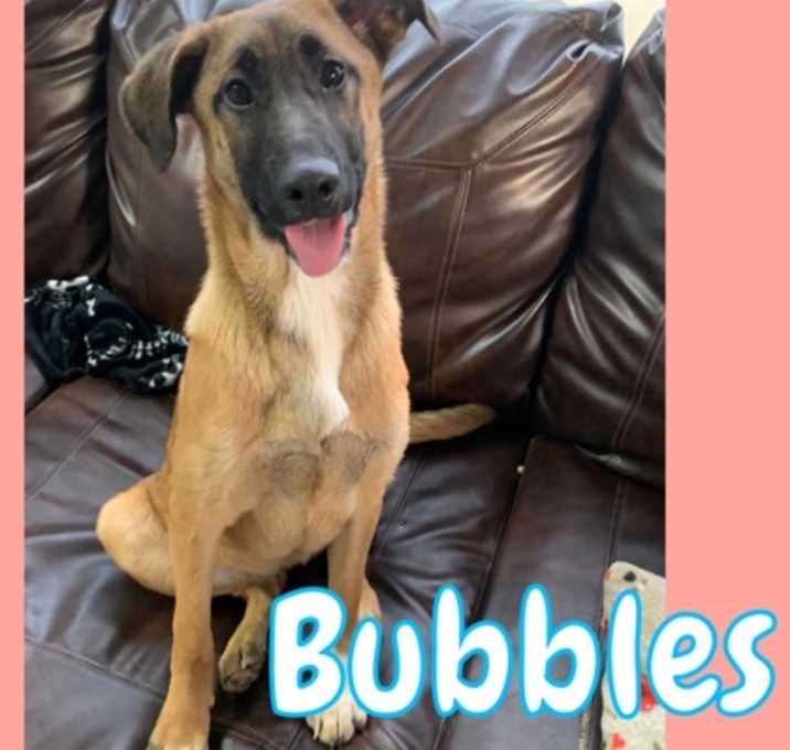 Photo of Bubbles