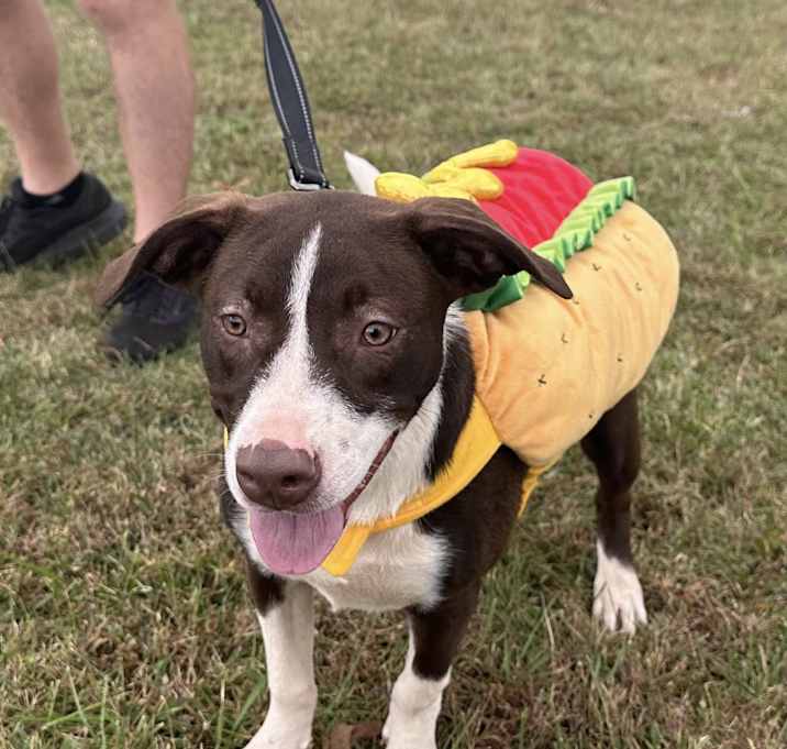 Photo of Auggie $195