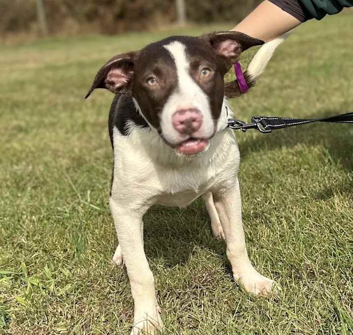 Photo of Potato $195