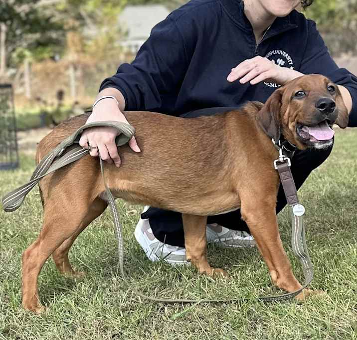 Photo of Espresso $395