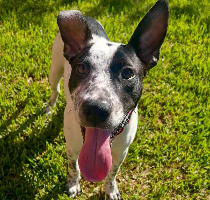 Photo of Petey (Poseidon)