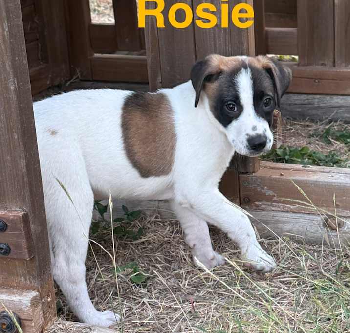 Photo of Rosie 
