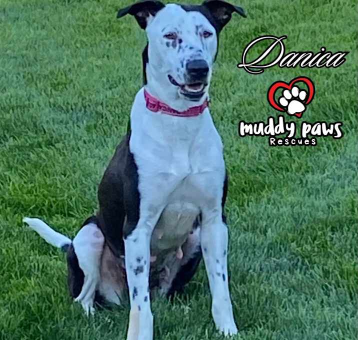 Photo of Danica (Courtesy Post)