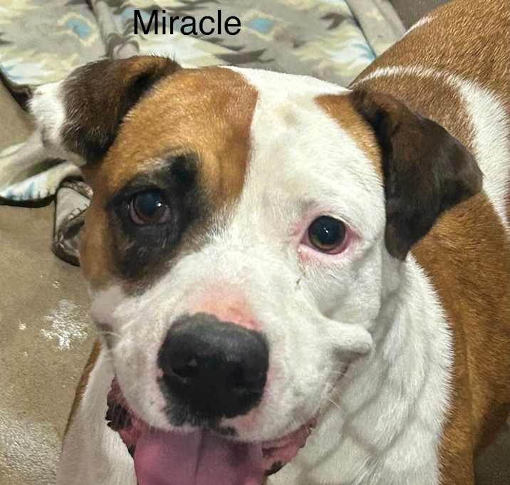 Photo of Miracle