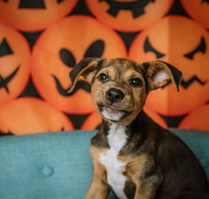 Photo of Carli - PENDING