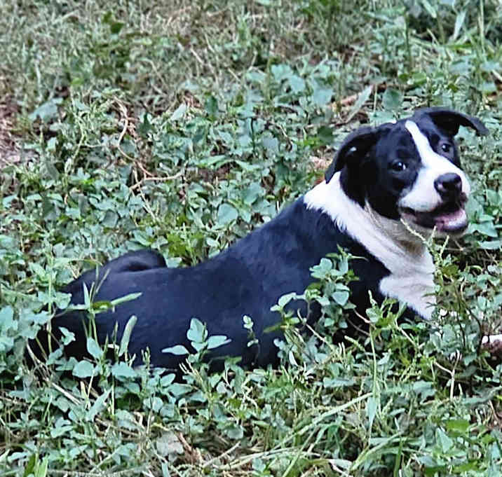 Photo of Tater tot $195