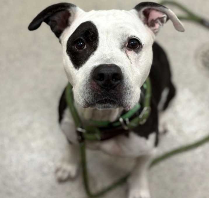 Photo of Macey (in foster)