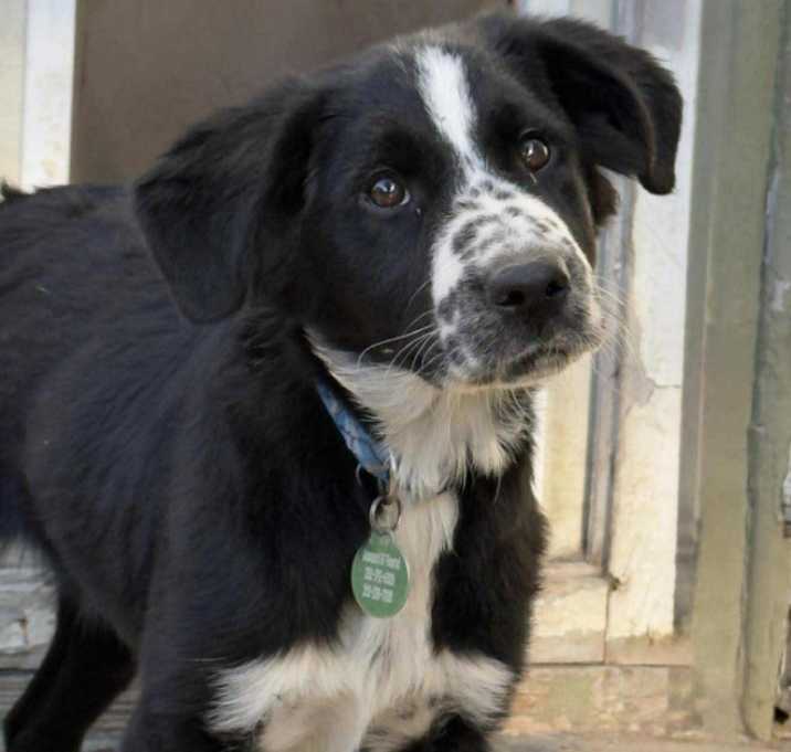 Photo of Harry, a One Direction Pup