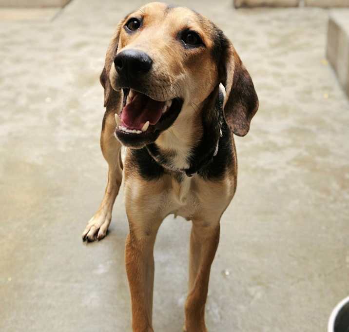 Photo of Shelby (REDUCED FEE!)