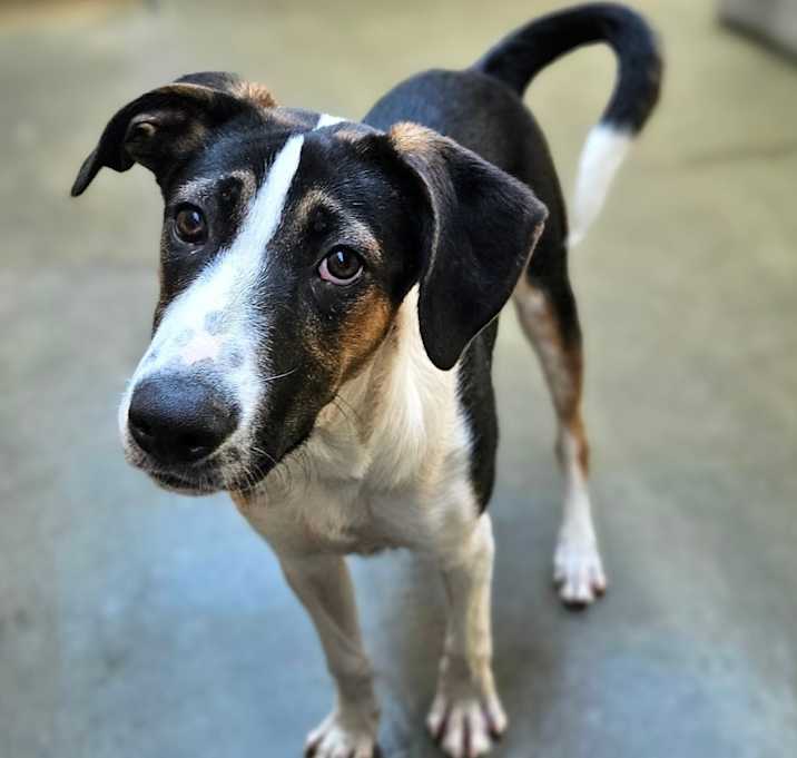 Photo of Stanley(REDUCED FEE!)