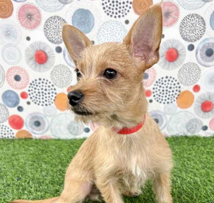 Photo of Beanie Baby (Beans)