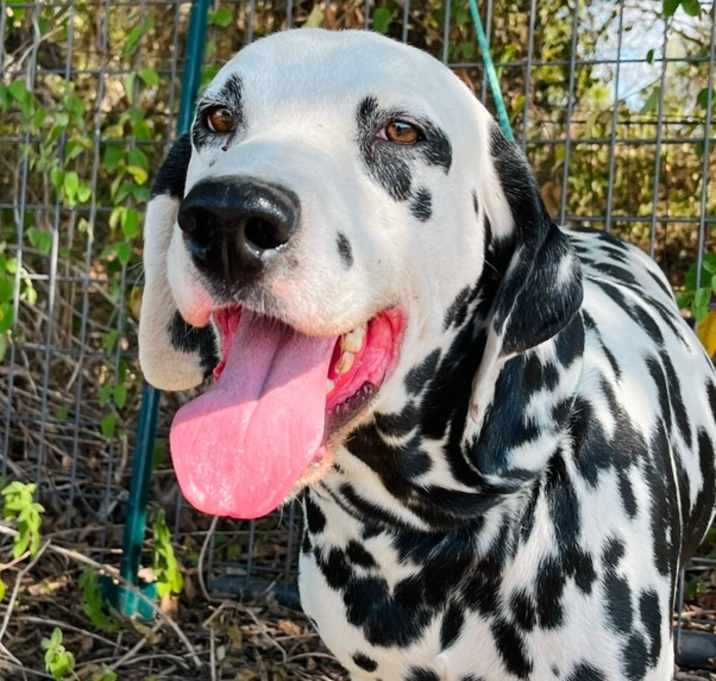 Photo of Bogart (Bo)