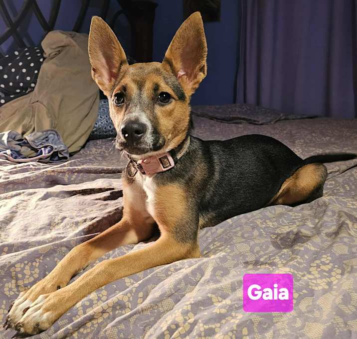 Photo of Gaia (4mo PUPPY)