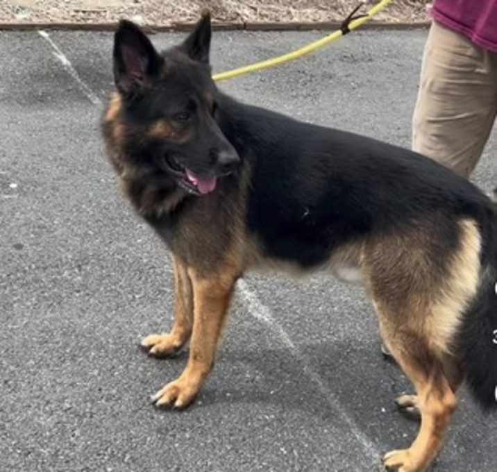 Photo of Lucca (Rover)