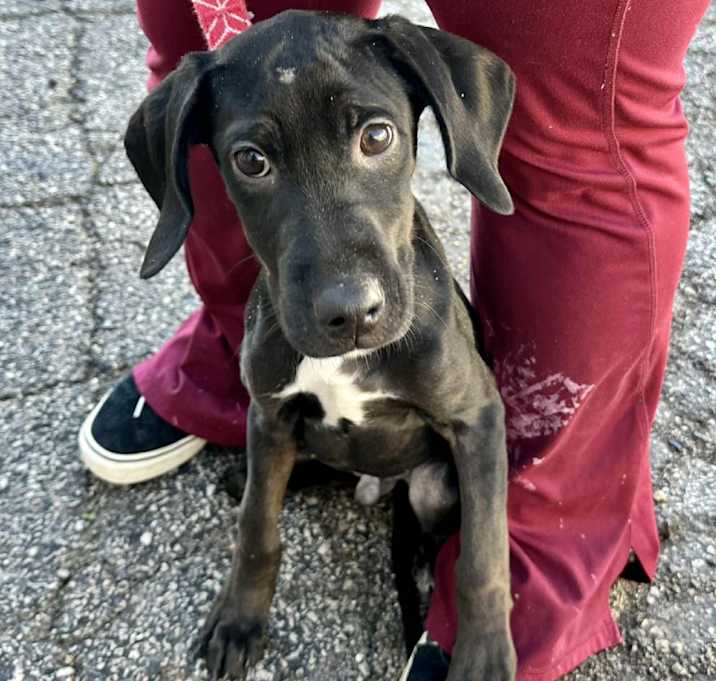 Photo of Schroeder K8