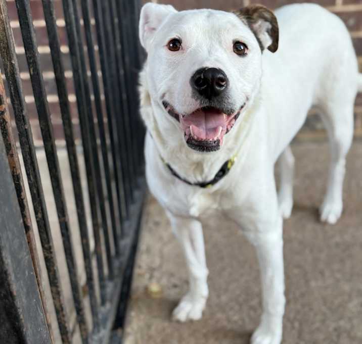 Photo of Leyland Fur Z1120