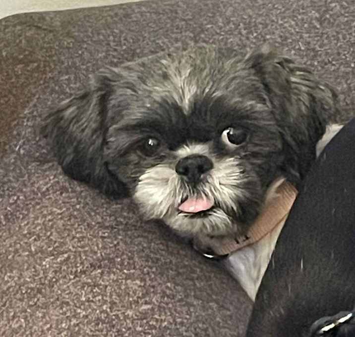 Photo of Lulu (Courtesy Post)