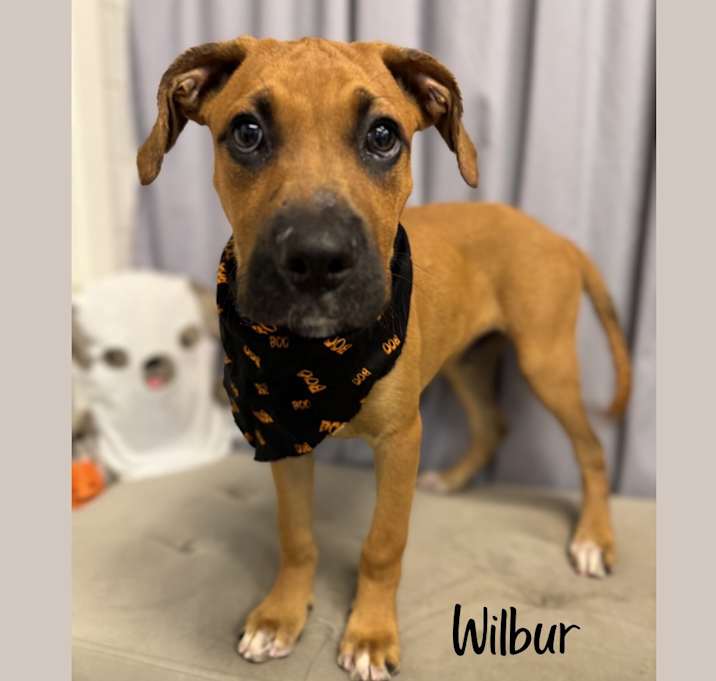 Photo of Wilbur