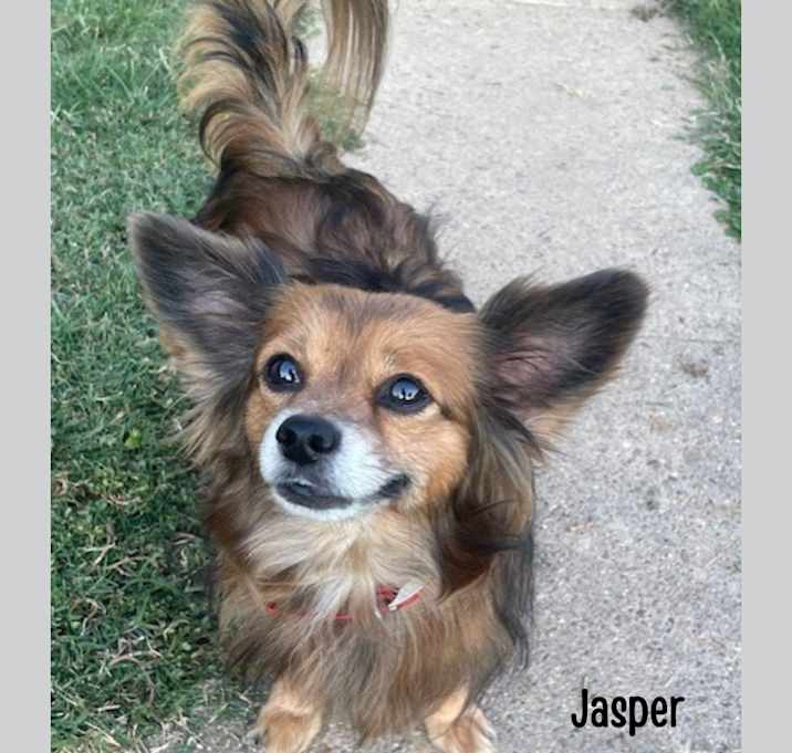 Photo of Jasper