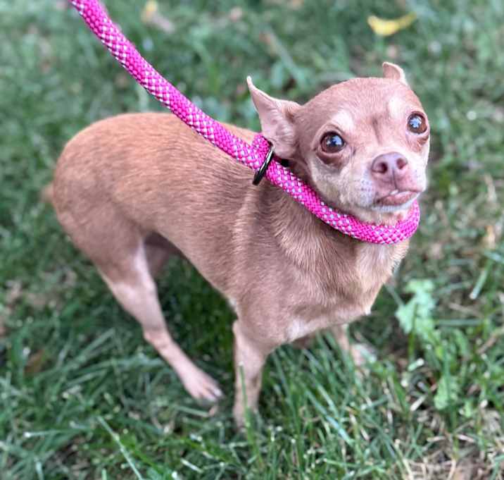 Photo of Poco (Bonded w/Bay Bay)