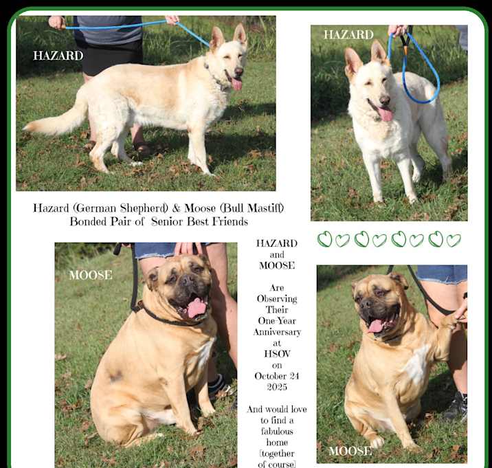 Photo of Moose & Hazard (Neutered)