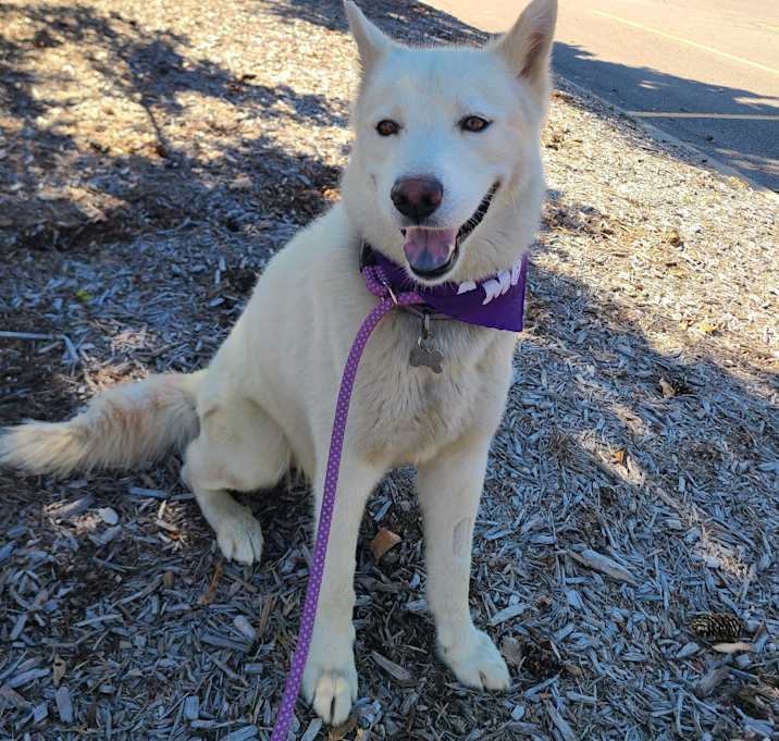 Photo of Samson-Foster me?