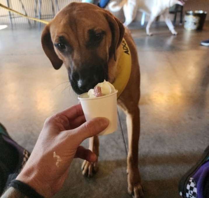 Photo of Danali - CCHS