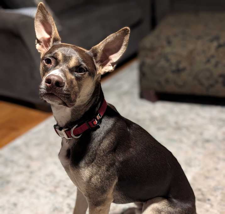 Photo of Ross C-33938