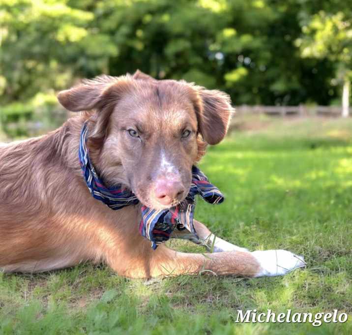 Photo of Michelangelo.