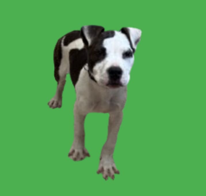 Photo of TUSC-Stray-82440