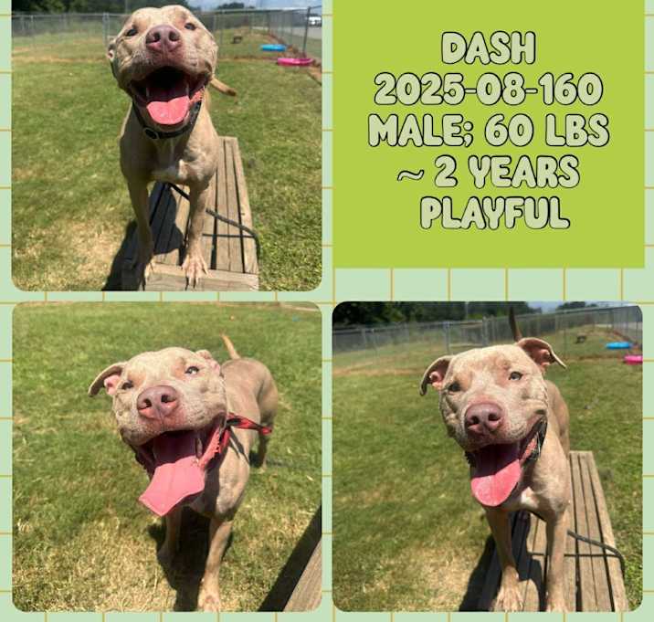 Photo of 2025-08-160 *Dash*