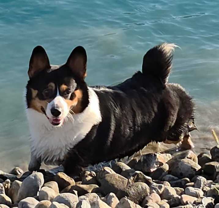 Photo of Nutty Buddy