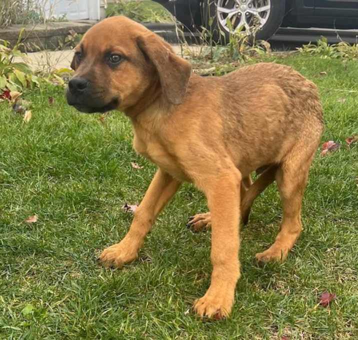 Photo of ADOPTION PENDING Luebeck