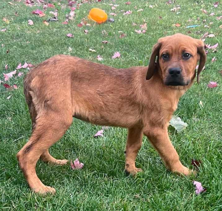 Photo of ADOPTION PENDING Lyon