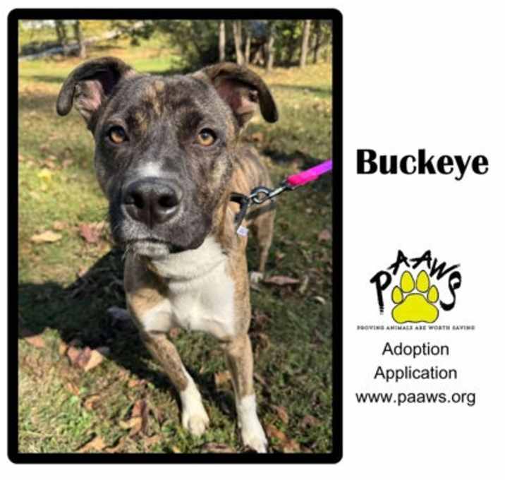 Photo of Buckeye
