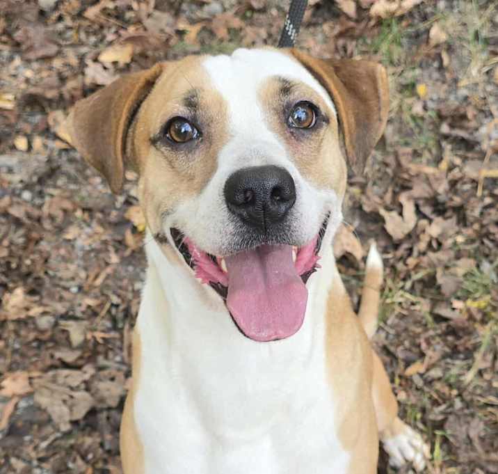 Photo of Toby *foster needed*