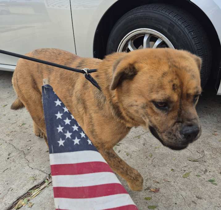 Photo of My Fella Sweet Cinnamon Canela